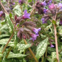 Pulmonaria 'Victorian Brooch'